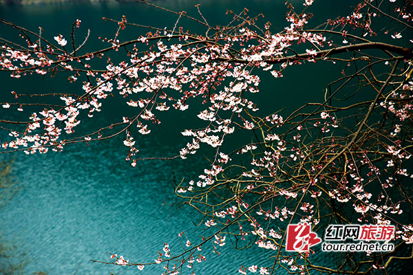 Thousands of cherry blossoms bloom in Wulingyuan, Zhangjiajie, creating a mesmerizing spring scenery (photos)