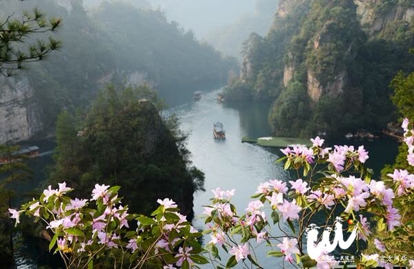 Đỗ quyên nở rộ tại khu danh thắng Bảo Phong Hồ Trương Gia Giới, du khách vui mừng