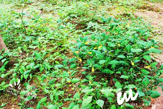 Lebih sepuluh ribu pokok bunga udang masuk ke Sungai Jinbian Wulingyuan