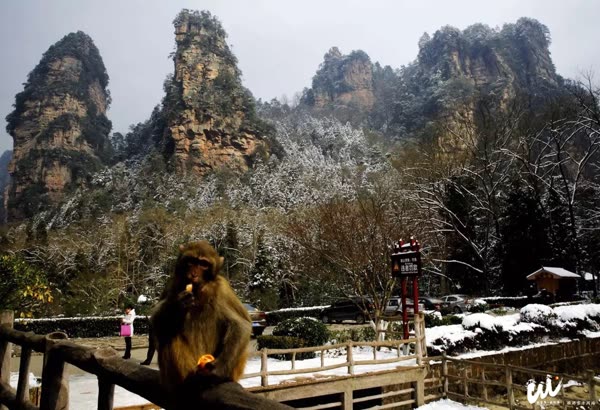 Trương Gia Giới Vũ Lăng Nguyên: Băng tuyết phủ đất trời, khỉ macaque đùa mùa đông